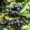 Black Chokeberry (Aronia Melanocarpa) 30 seeds