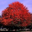 Blackgum (Nyssa Sylvatica) 20 seeds