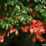 Blackgum (Nyssa Sylvatica) 4 seeds