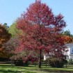 Blackgum (Nyssa Sylvatica) 20 seeds