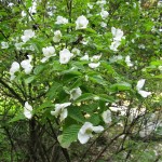 Black Jetbead (Rhodotypos Scandens) 15 seeds