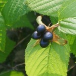 Black Jetbead (Rhodotypos Scandens) 5 seeds