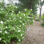 Black Jetbead (Rhodotypos Scandens) 15 seeds