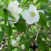 Black Jetbead (Rhodotypos Scandens) 5 seeds