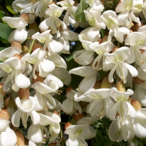 Black Locust (Robinia Pseudoacacia) 50 seeds