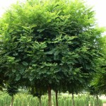 Black Locust (Robinia Pseudoacacia) 50 seeds