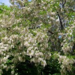 Black Locust (Robinia Pseudoacacia) 50 seeds