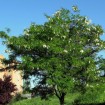 Black Locust (Robinia Pseudoacacia) 5 seeds