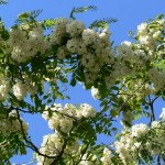 Black Locust (Robinia Pseudoacacia) 5 seeds