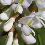 Black Locust (Robinia Pseudoacacia) 5 seeds