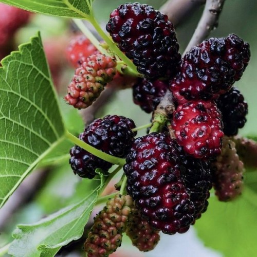 Black Mulberry (Morus Nigra) 25 seeds