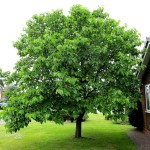 Black Mulberry (Morus Nigra) 300 seeds