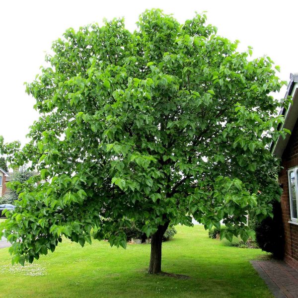 Black Mulberry, Morus nigra, Tree Seeds (Hardy, Edible)