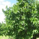 Black Mulberry (Morus Nigra) 25 seeds