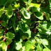 Black Mulberry (Morus Nigra) 25 seeds