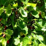 Black Mulberry (Morus Nigra) 300 seeds