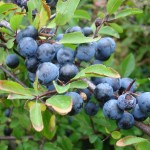 Blackthorn / Sloe (Prunus Spinosa) 20 seeds