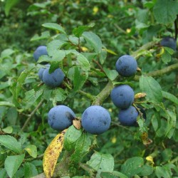 Blackthorn / Sloe (Prunus Spinosa) 10 seeds