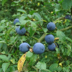 Blackthorn / Sloe (Prunus Spinosa) 5 seeds