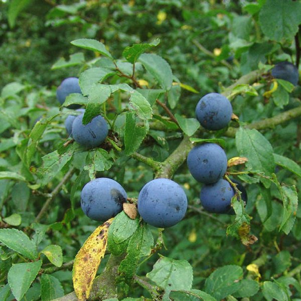 FREE S&H SLOE Prunus Spinosa 10 SEEDS BLACKTHORN