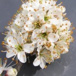 Blackthorn / Sloe (Prunus Spinosa) 5 seeds