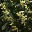Blackwood Acacia (Acacia Melanoxylon) 10 seeds