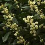 Blackwood Acacia (Acacia Melanoxylon) 30 seeds