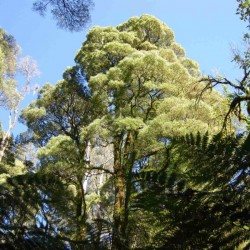 Blackwood Acacia (Acacia Melanoxylon) 30 seeds