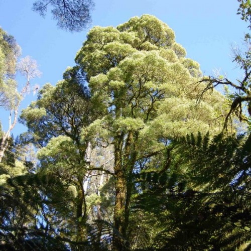 Blackwood Acacia (Acacia Melanoxylon) 30 seeds