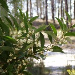 Blackwood Acacia (Acacia Melanoxylon) 10 seeds