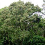 Blackwood Acacia (Acacia Melanoxylon) 10 seeds