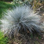 Blue / Sheep Fescue (Festuca Ovina Glauca) 25 seeds