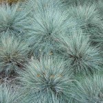 Blue / Sheep Fescue (Festuca Ovina Glauca) 200 seeds