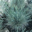 Blue / Sheep Fescue (Festuca Ovina Glauca) 500 seeds