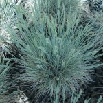 Blue / Sheep Fescue (Festuca Ovina Glauca) 200 seeds