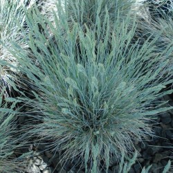 Blue / Sheep Fescue (Festuca Ovina Glauca) 25 seeds