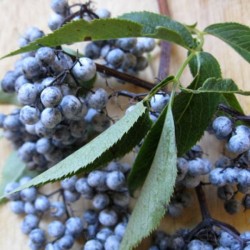 Blue Elderberry (Sambucus Caerulea) 30 seeds