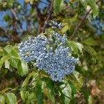 Blue Elderberry (Sambucus Caerulea) 300 seeds
