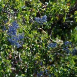 Blue Elderberry (Sambucus Caerulea) 30 seeds