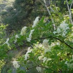 Blue Elderberry (Sambucus Caerulea) 30 seeds