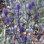 Blue Eryngo (Eryngium Planum) 100 seeds