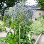 Blue Eryngo (Eryngium Planum) 50 seeds