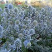 Blue Eryngo (Eryngium Planum) 20 seeds