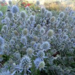 Blue Eryngo (Eryngium Planum) 100 seeds