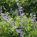 Blue False Indigo (Baptisia Australis) 20 seeds