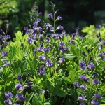 Blue False Indigo (Baptisia Australis) 10 seeds