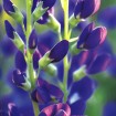 Blue False Indigo (Baptisia Australis) 20 seeds