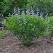 Blue False Indigo (Baptisia Australis) 10 seeds