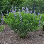 Blue False Indigo (Baptisia Australis) 10 seeds