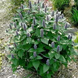 Blue Giant Hyssop (Agastache Foeniculum) 100 seeds